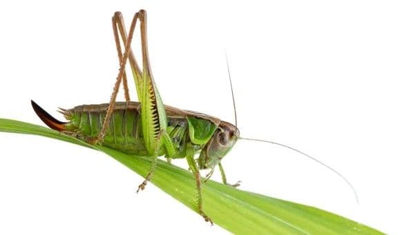 Why brilliant insights die in the boardroom